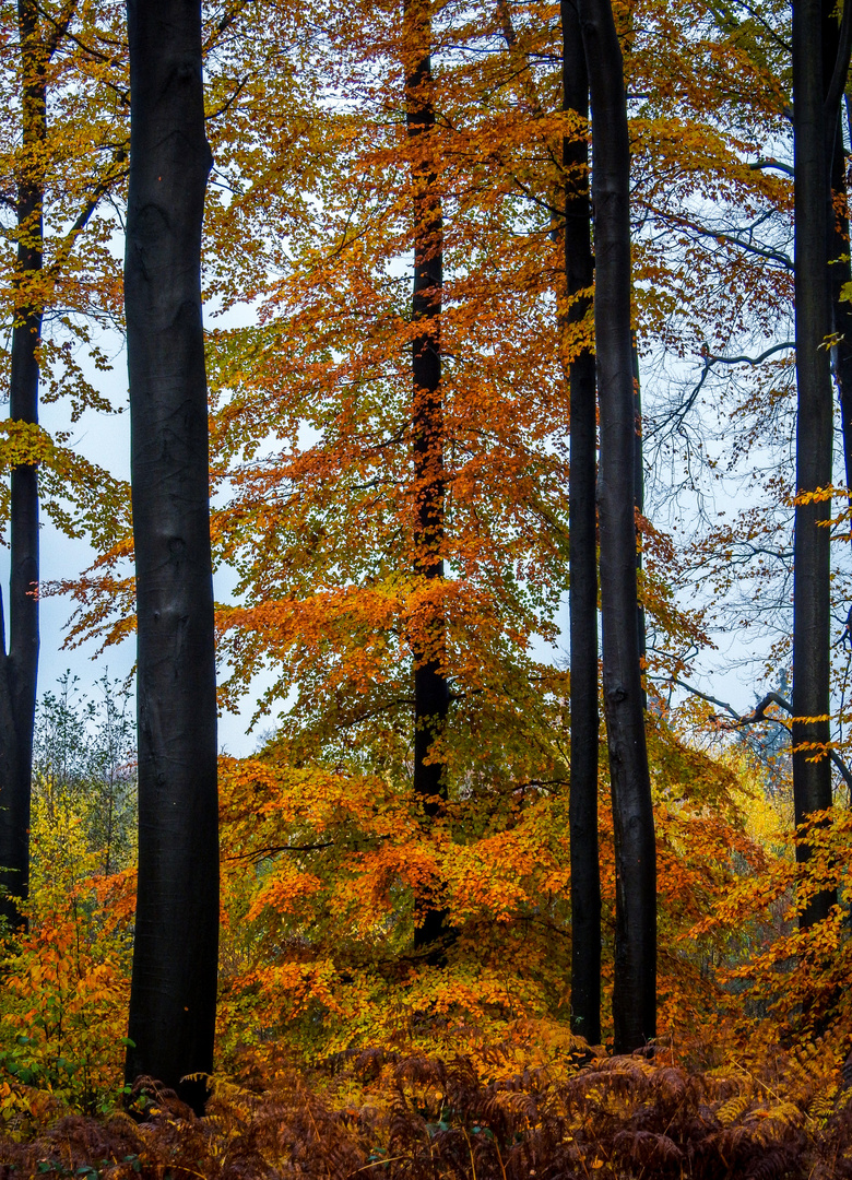 Herbstwald