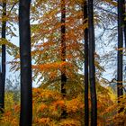 Herbstwald