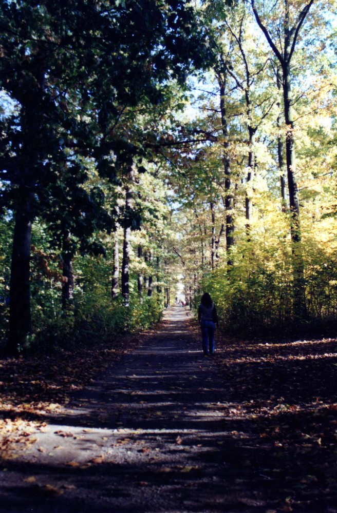 Herbstwald