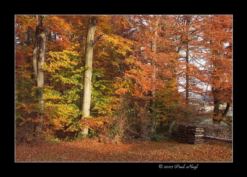 Herbstwald