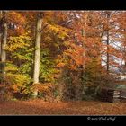 Herbstwald