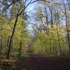 Herbstwald