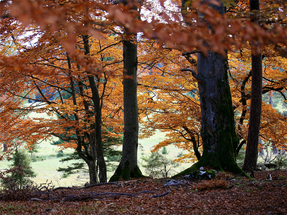 ...Herbstwald