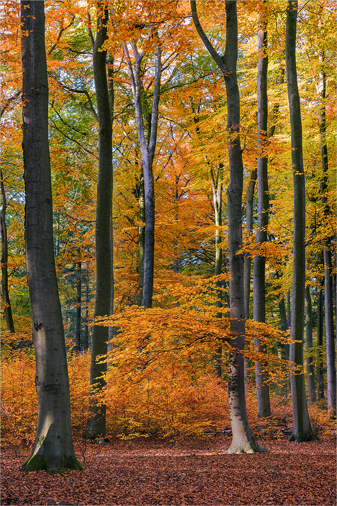 Herbstwald