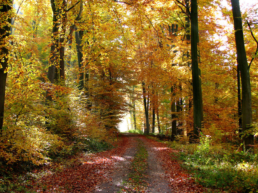 Herbstwald