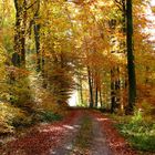 Herbstwald