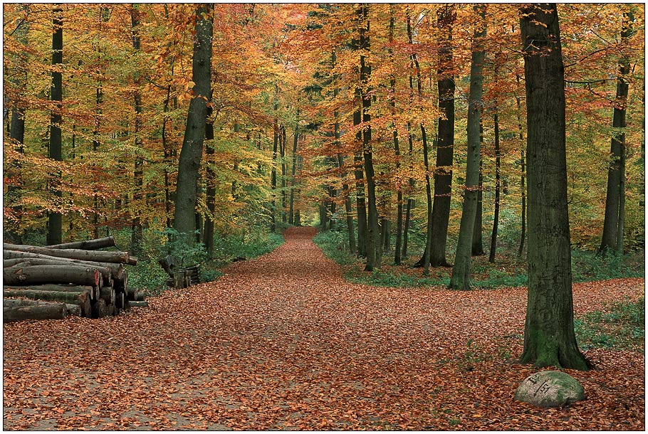 " Herbstwald "