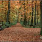 " Herbstwald "