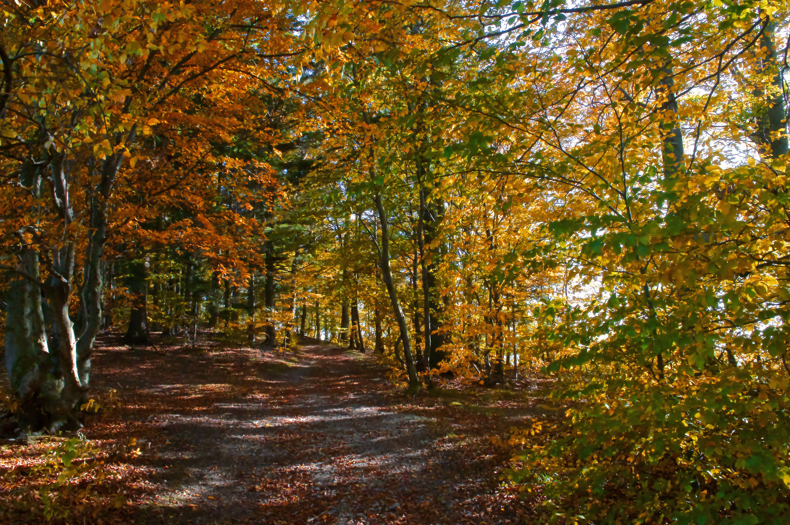 Herbstwald