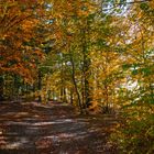 Herbstwald