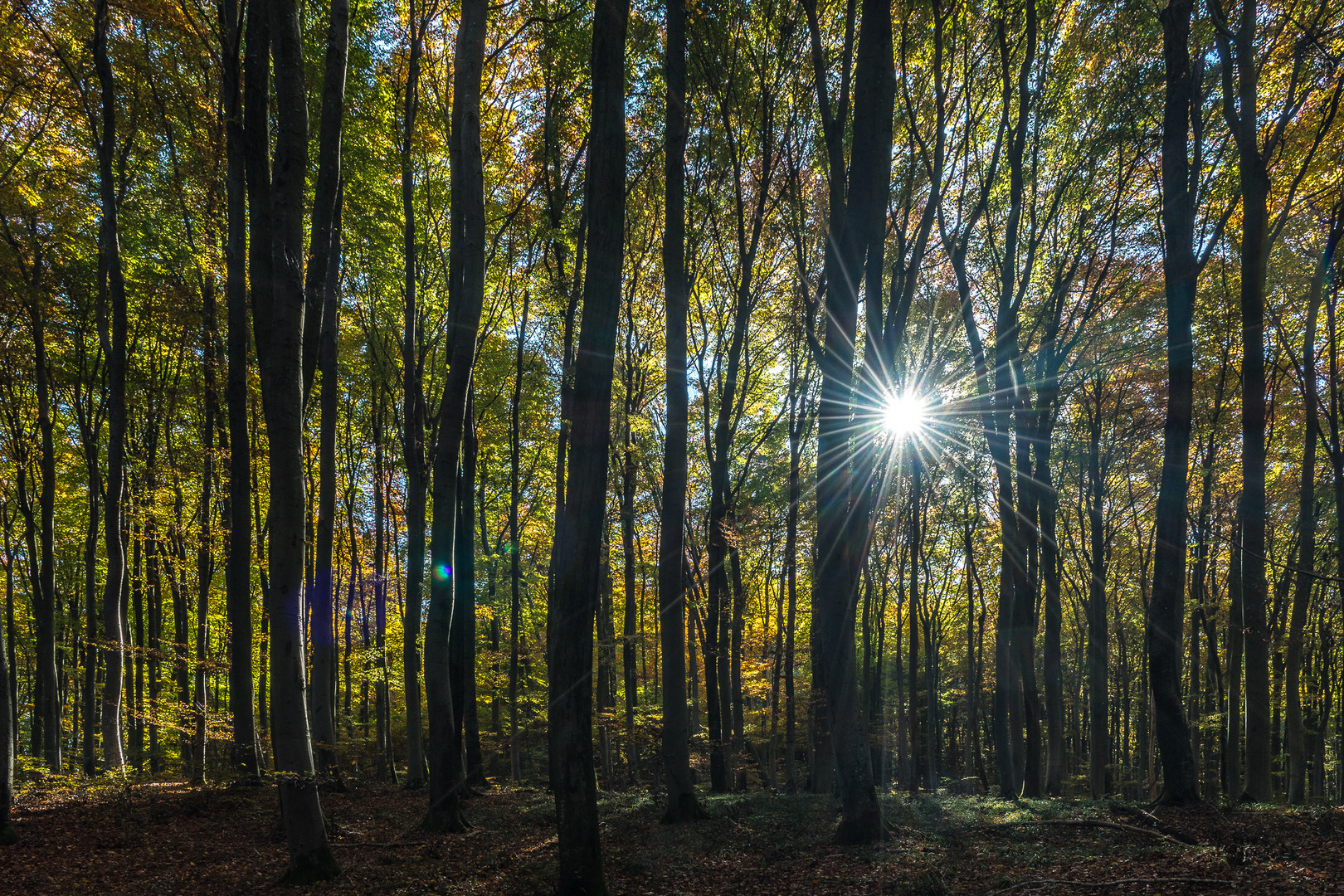 Herbstwald