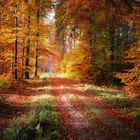 Herbstwald