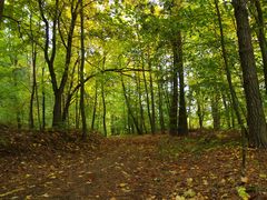 Herbstwald