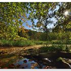 Herbstwald