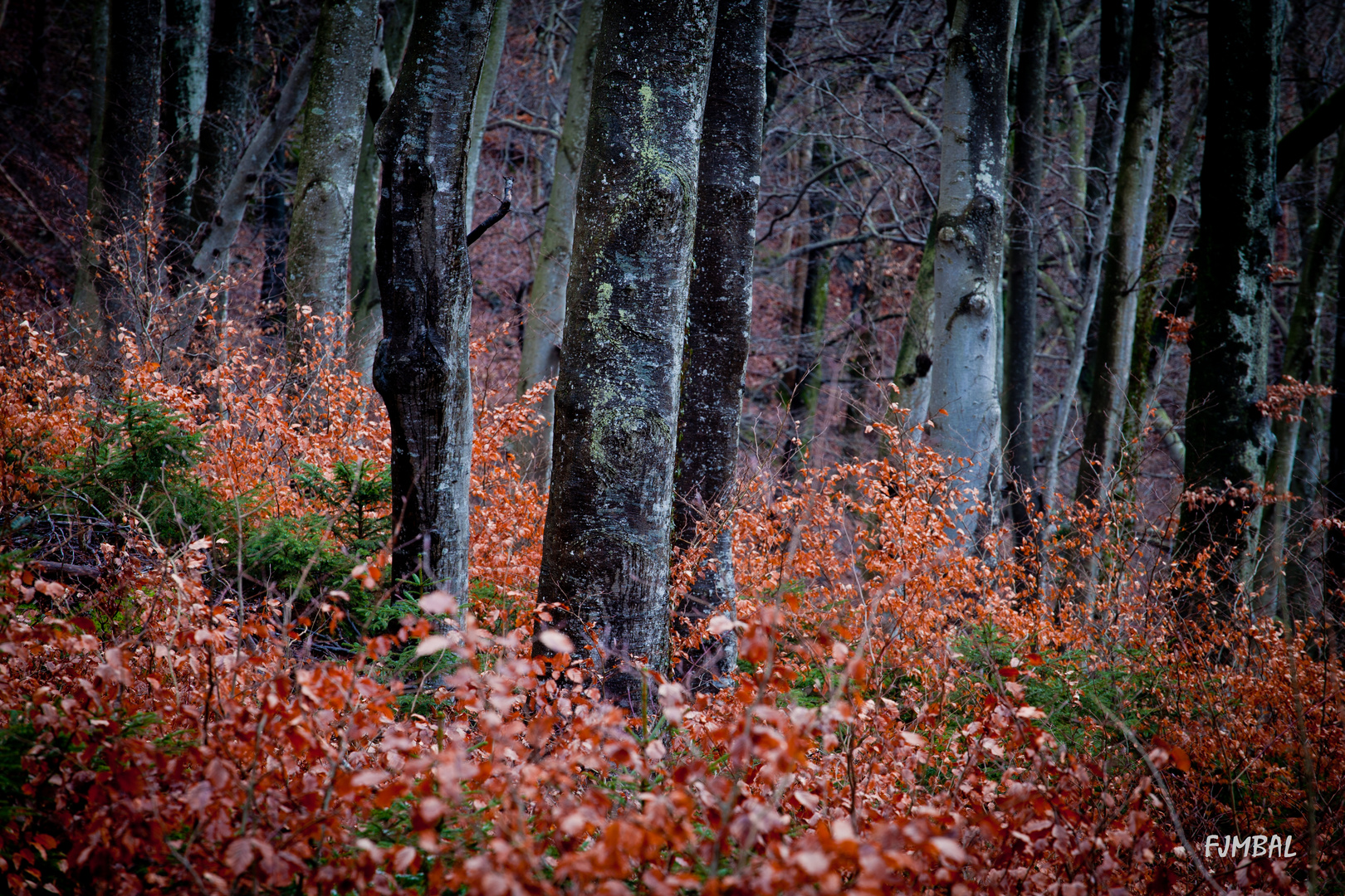 Herbstwald