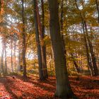 Herbstwald