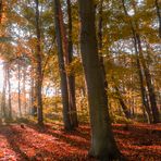 Herbstwald