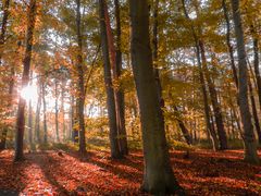 Herbstwald