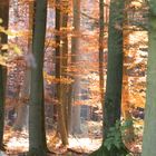 Herbstwald