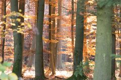 Herbstwald