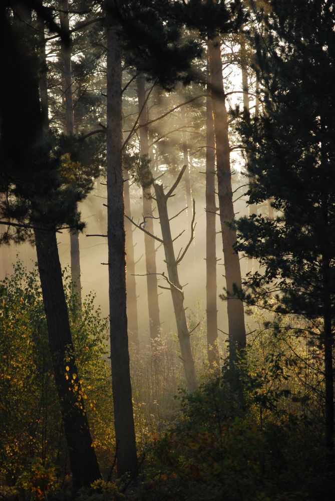 Herbstwald