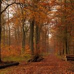 Herbstwald ....