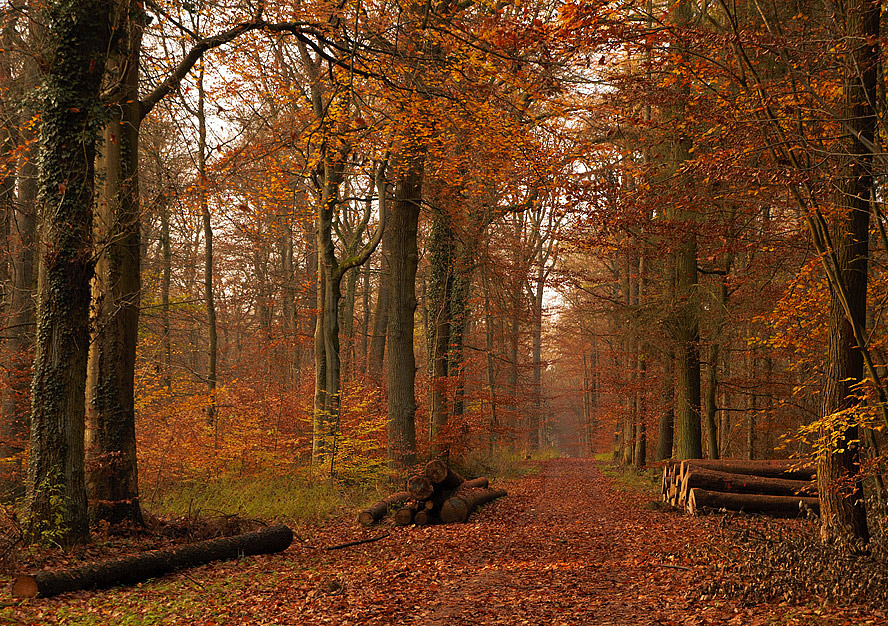 Herbstwald ....