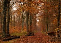 Herbstwald ....