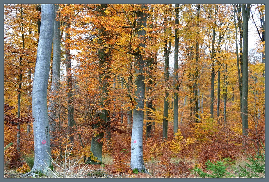 Herbstwald