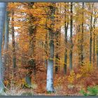 Herbstwald