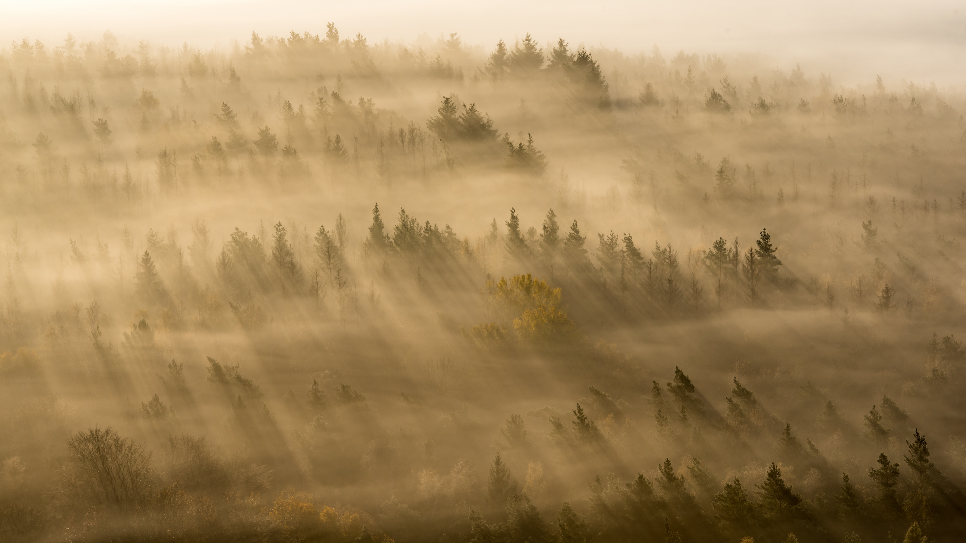 Herbstwald