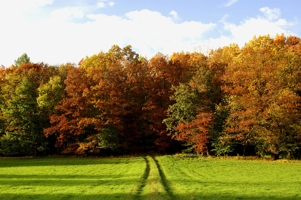 Herbstwald