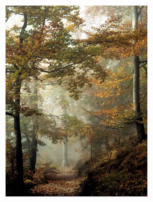 Herbstwald