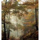 Herbstwald