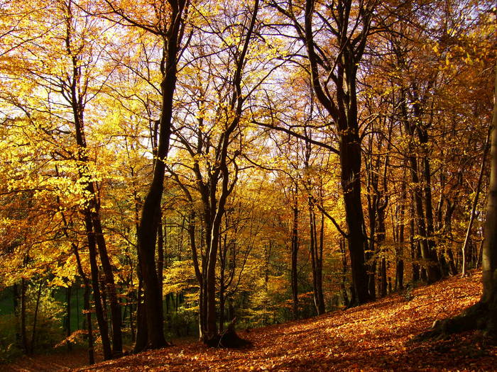 Herbstwald