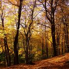 Herbstwald