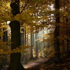 Herbstwald