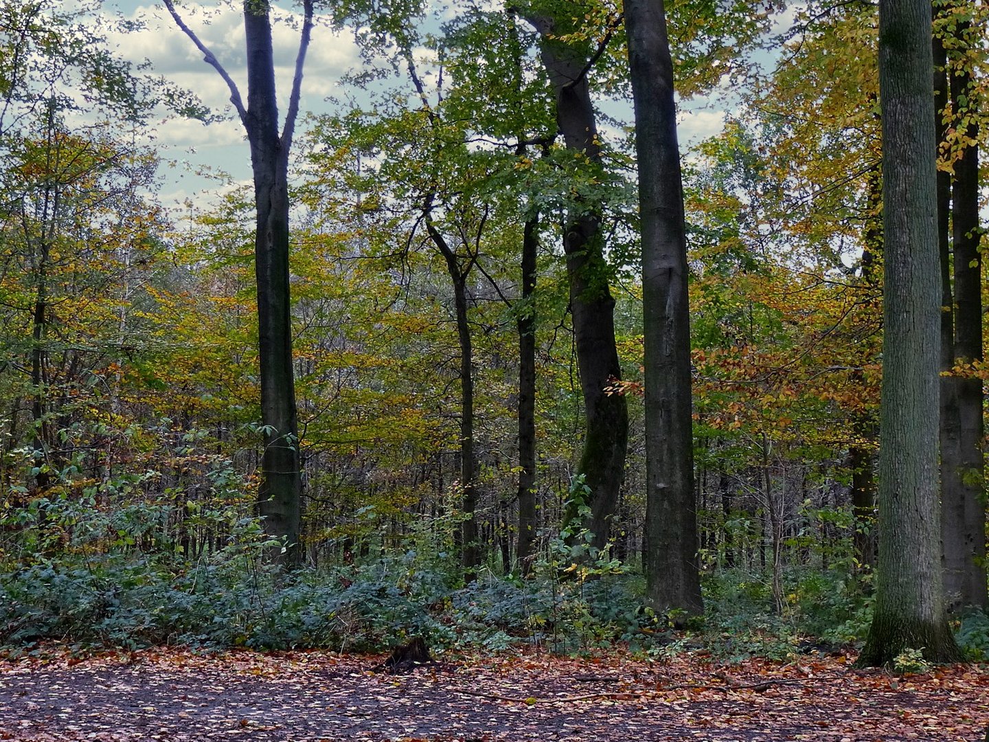 Herbstwald