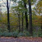 Herbstwald