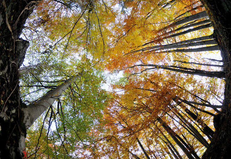 Herbstwald