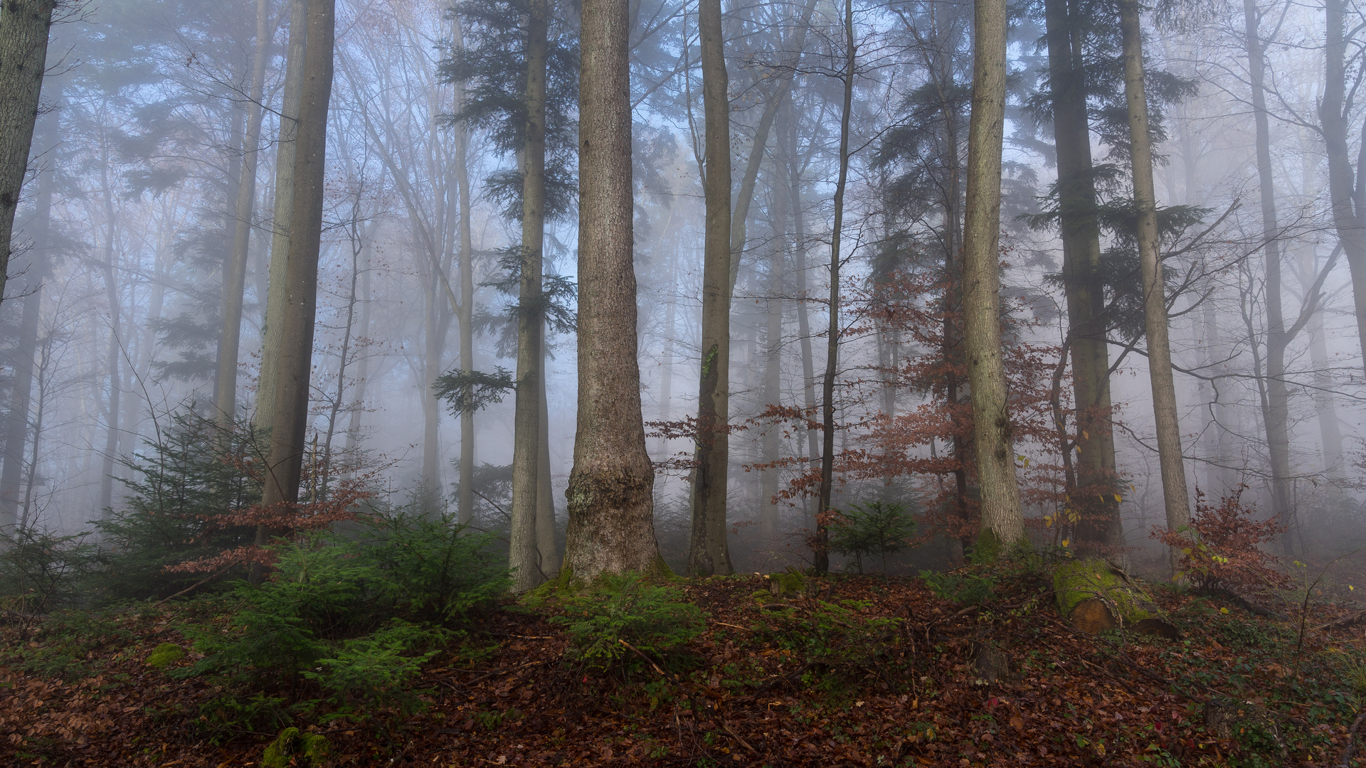 Herbstwald