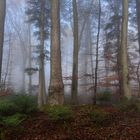 Herbstwald