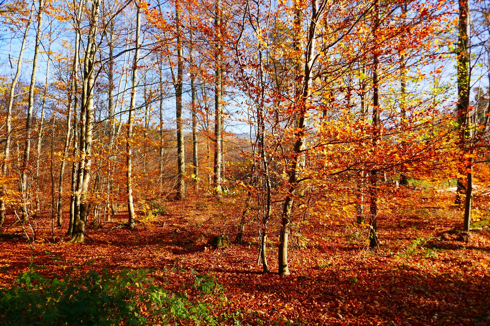 Herbstwald