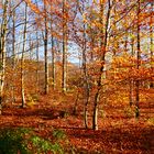 Herbstwald