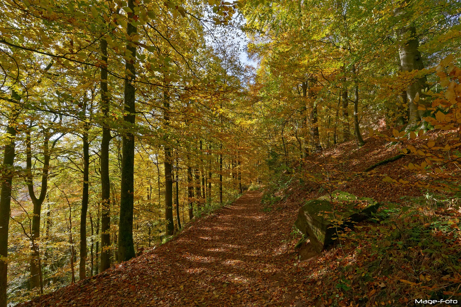 Herbstwald