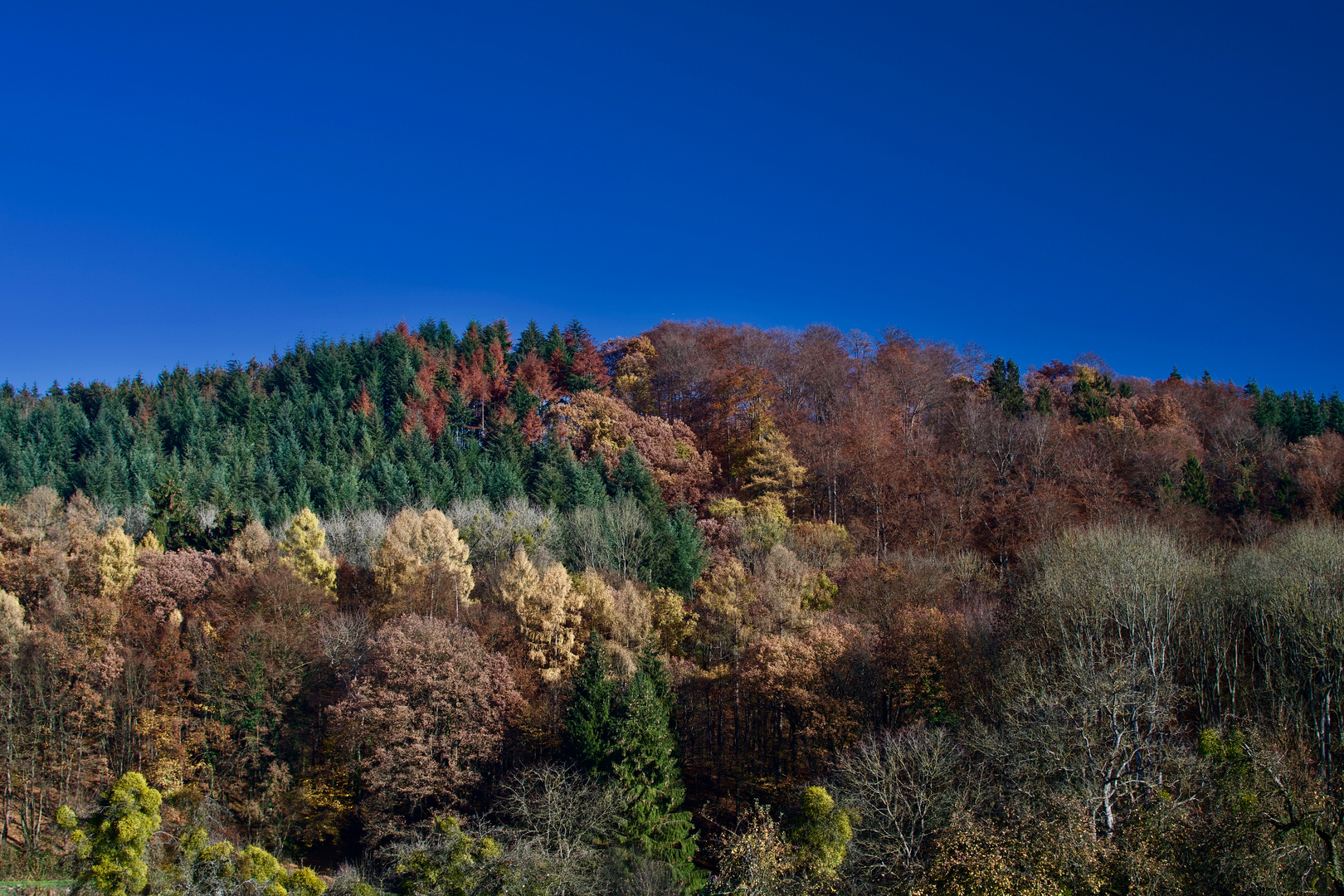 herbstwald