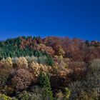 herbstwald