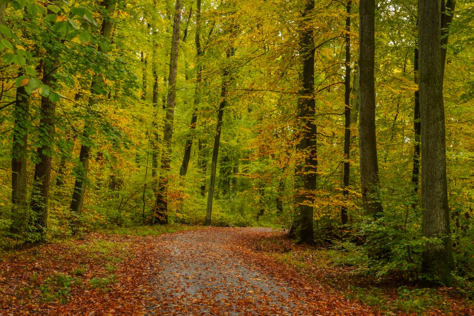 Herbstwald