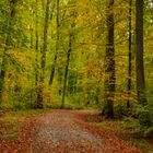 Herbstwald