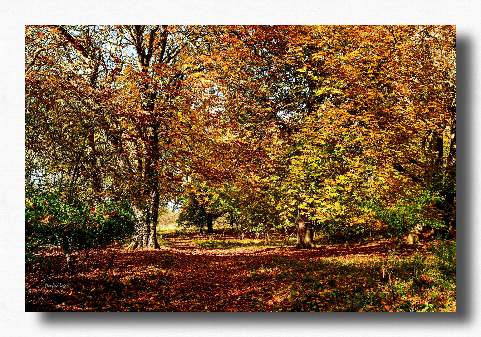 Herbstwald... 